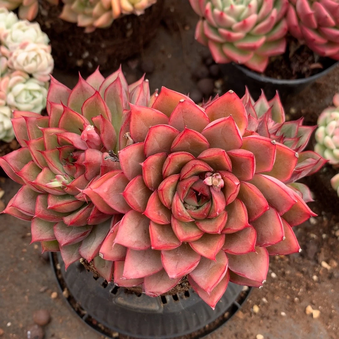 7373新年快乐发发发