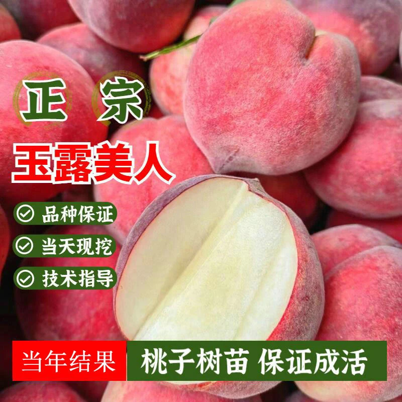 奉化水蜜桃树苗阳台盆栽嫁接玉露美人桃子树苗南北方地栽当年结果