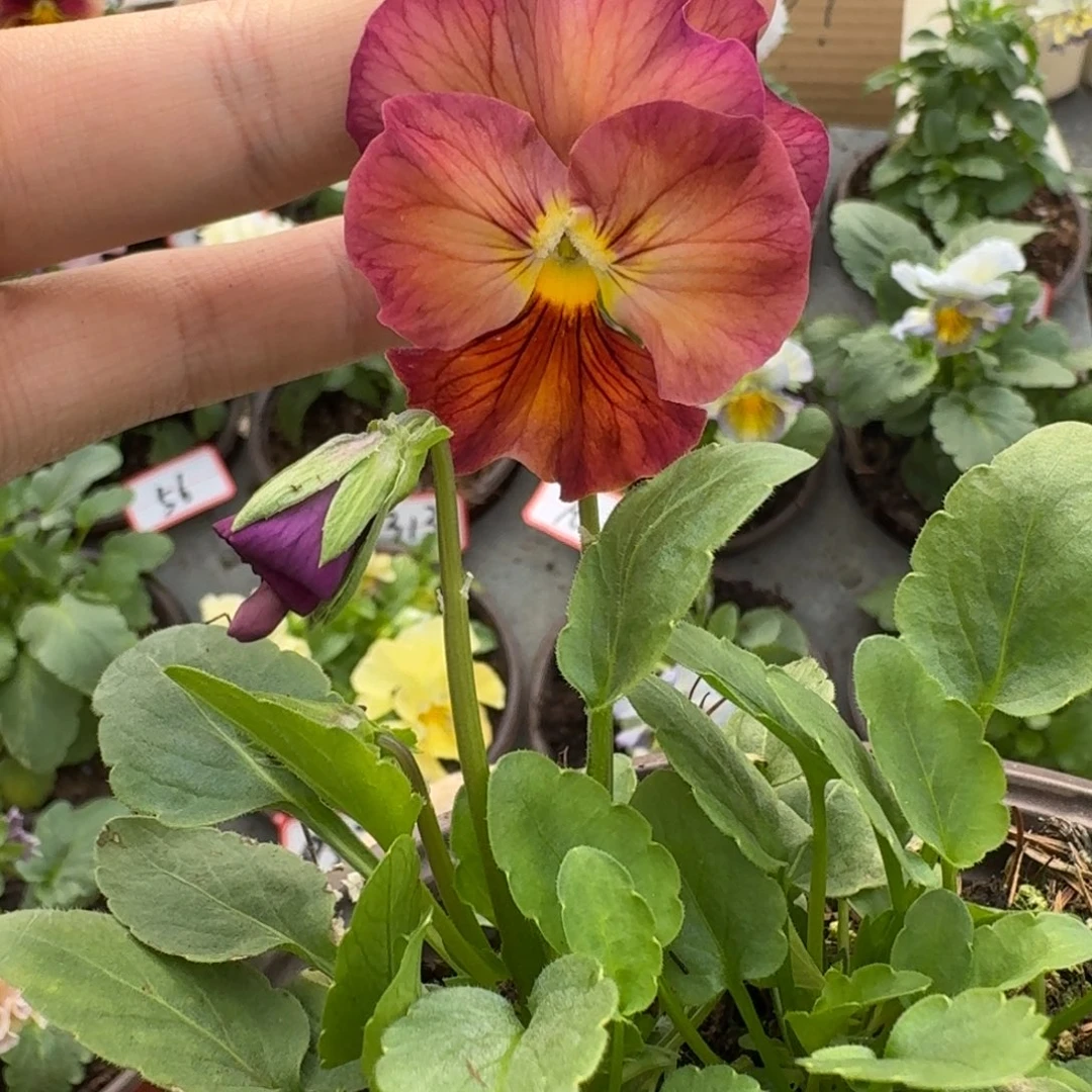 大部分花苞少量开放31