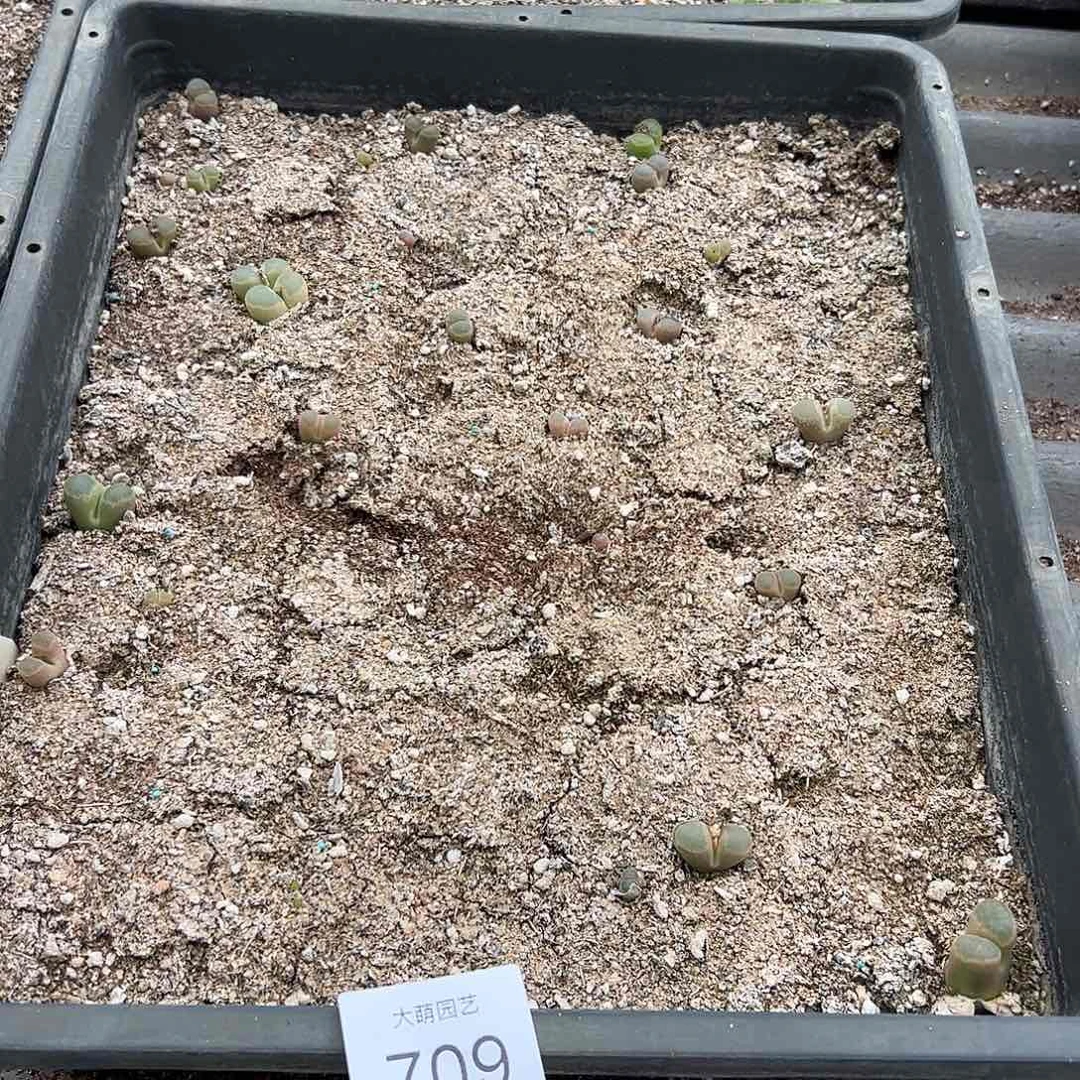 清框脱土发       709