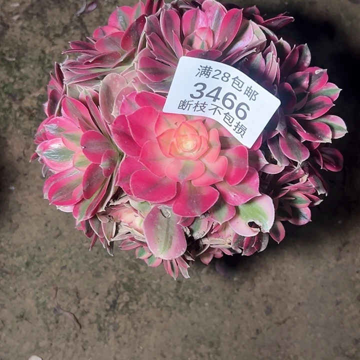 3466红女巫多肉植物