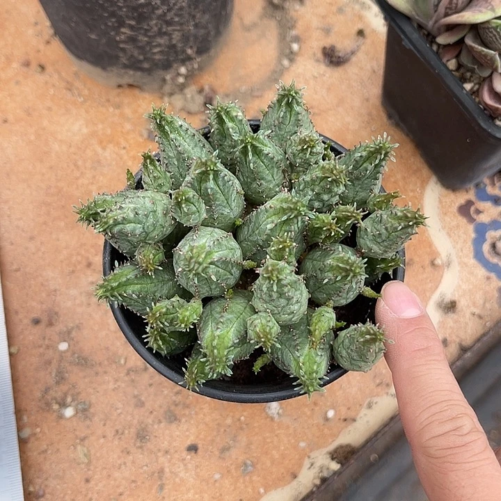 无花朵布纹球大群一物一拍