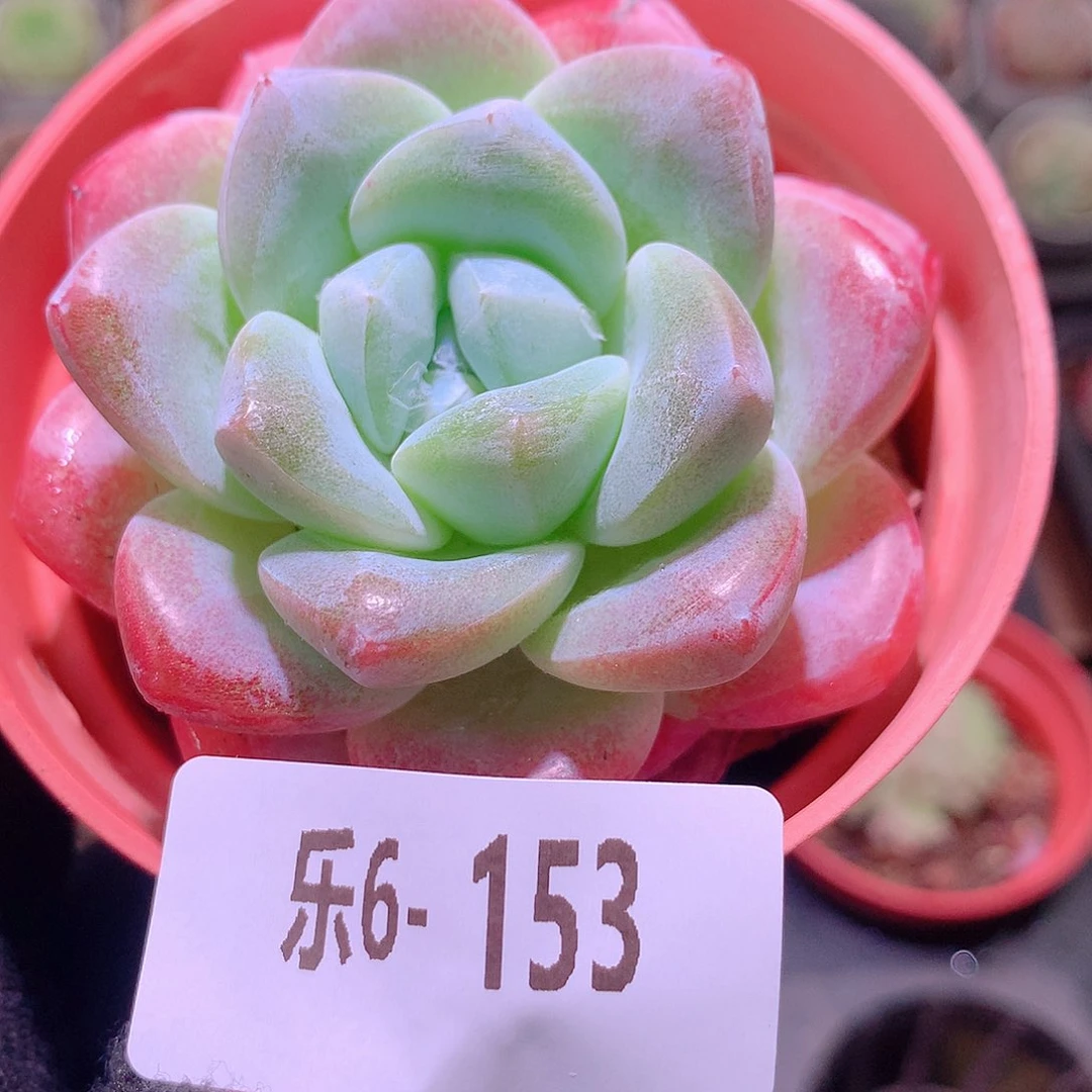 乐然6-153 冰玉单头