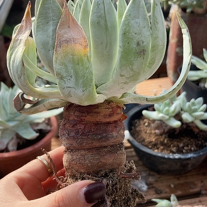 窄叶雪山一物一拍50