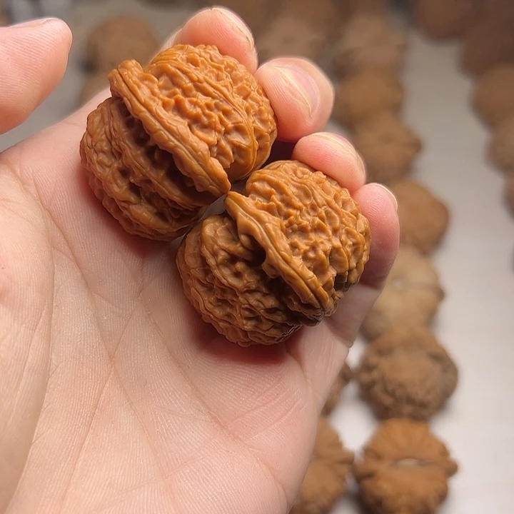 モ***ィ大眼睛白狮子释义