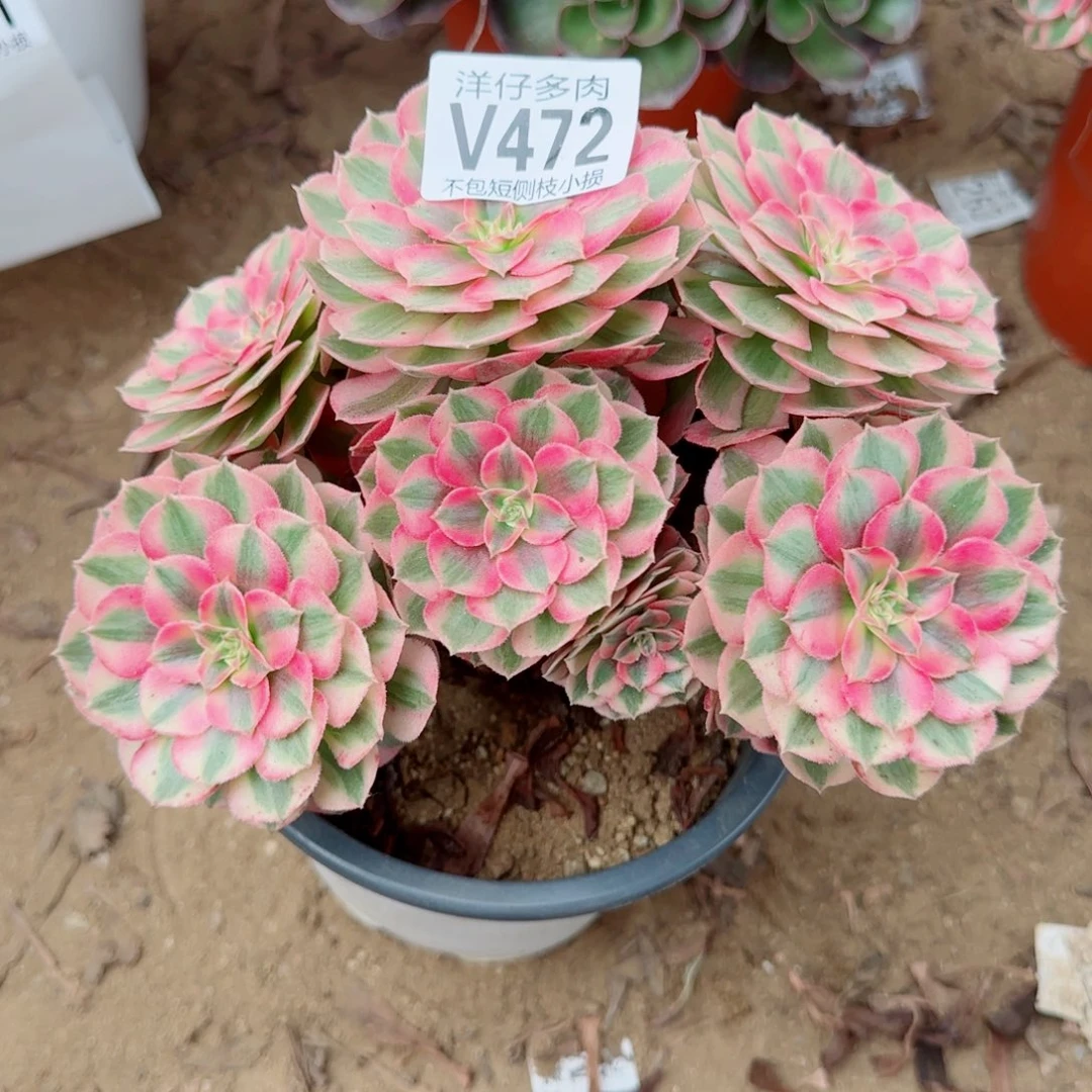 倾城法师472冠幅15