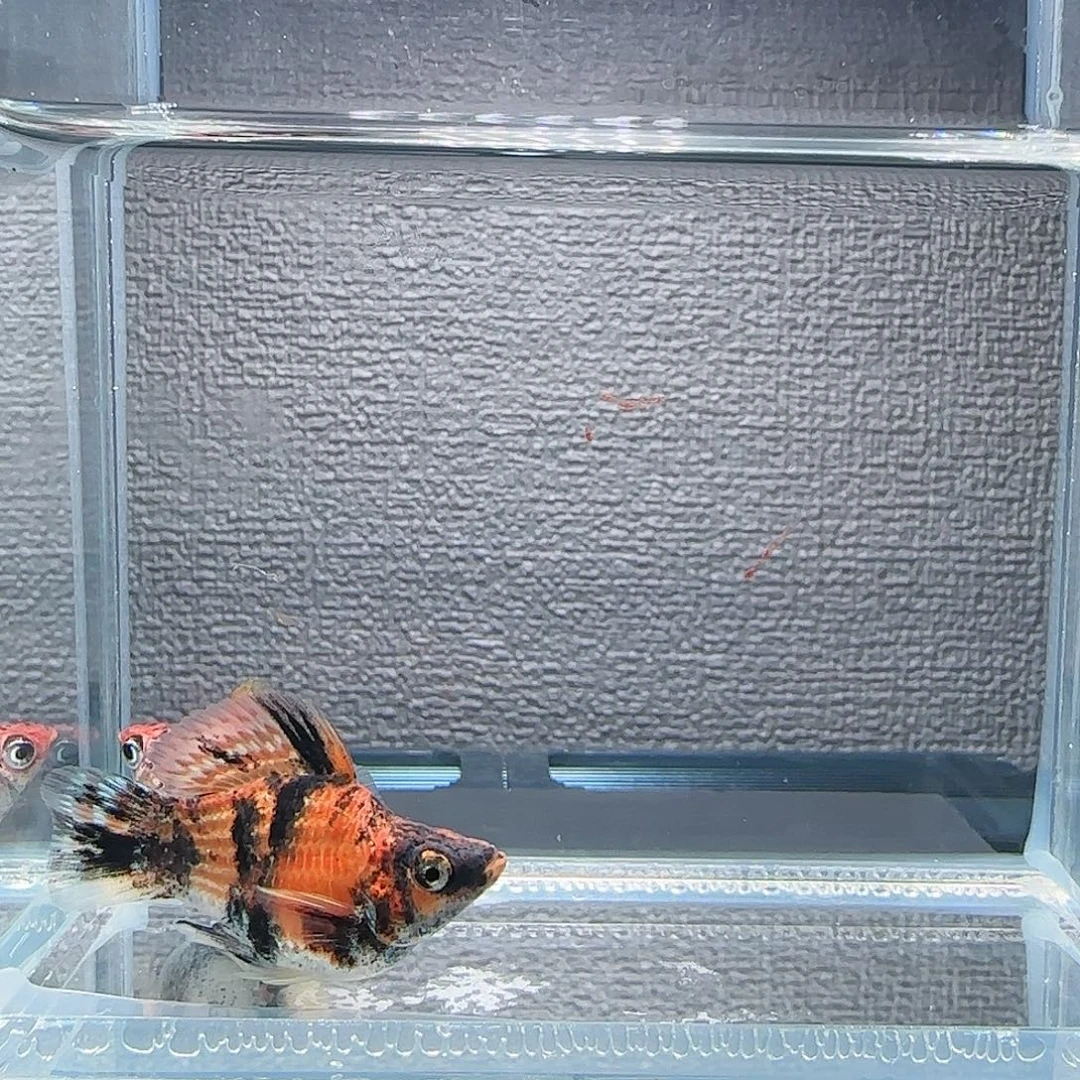 孔雀鱼老虎小高帆