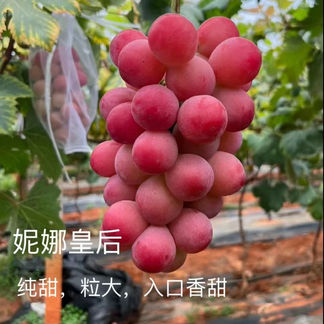 买一送一【优质葡萄树苗】抗寒品种适合南北方种植