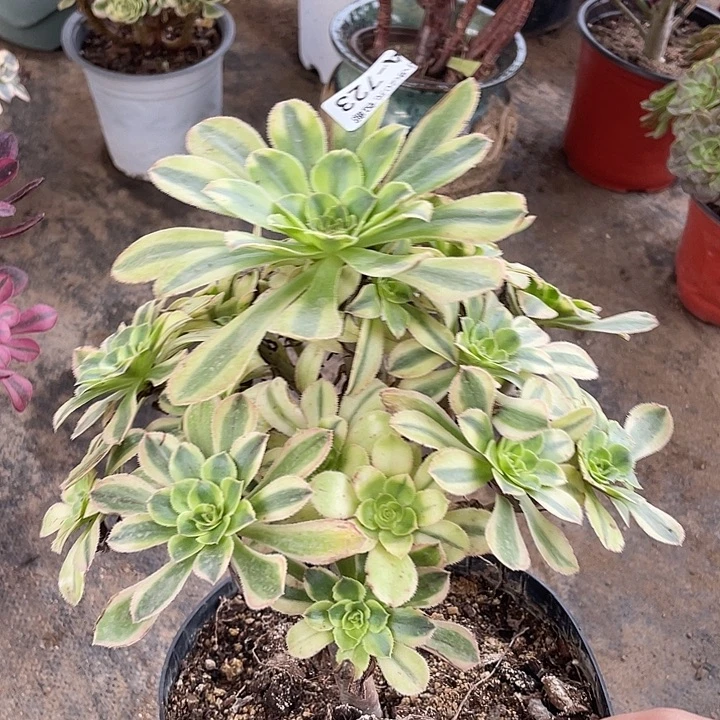 723白兰地多肉植物福利