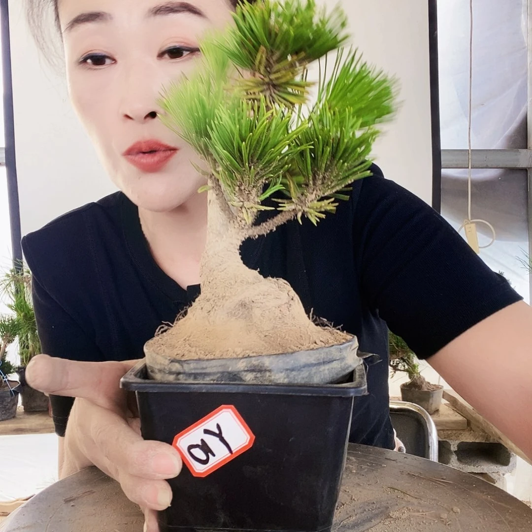 无花朵植物形态多年生草本