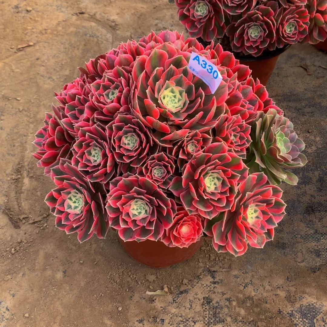 鸿*多肉植物330女妖888