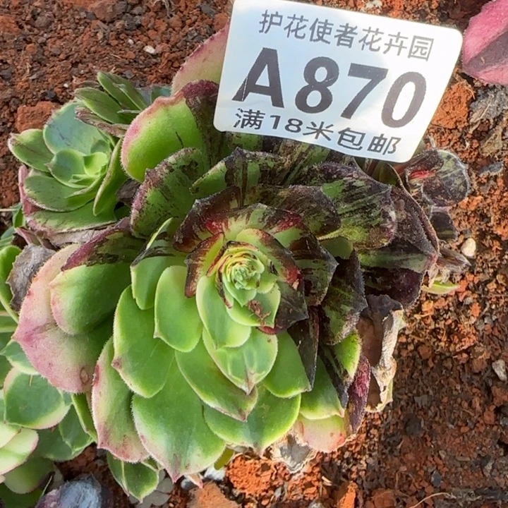 多肉法师伯爵朵朵