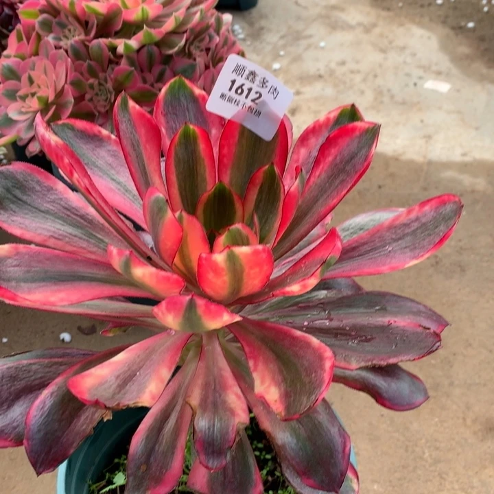 Z**01612红魔女多肉植物