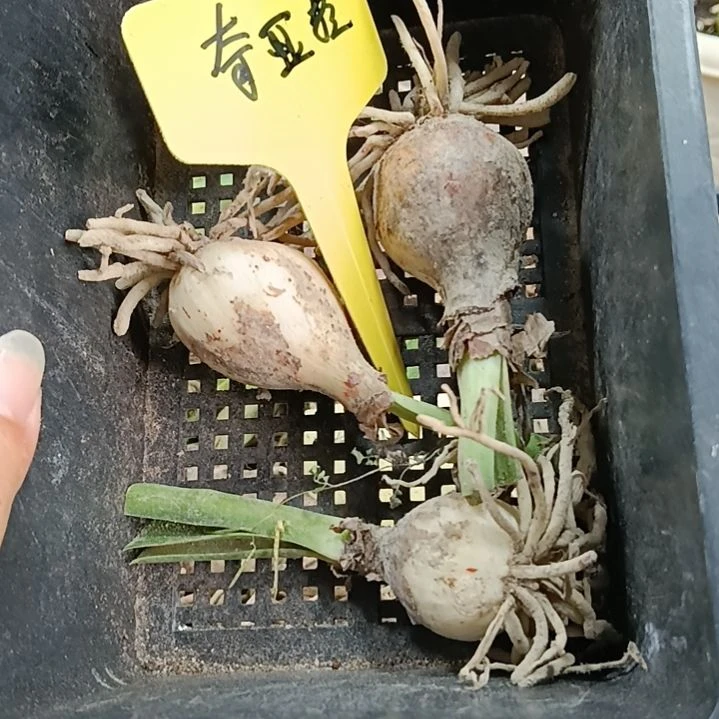 无花朵奇亚拉2-3发三个