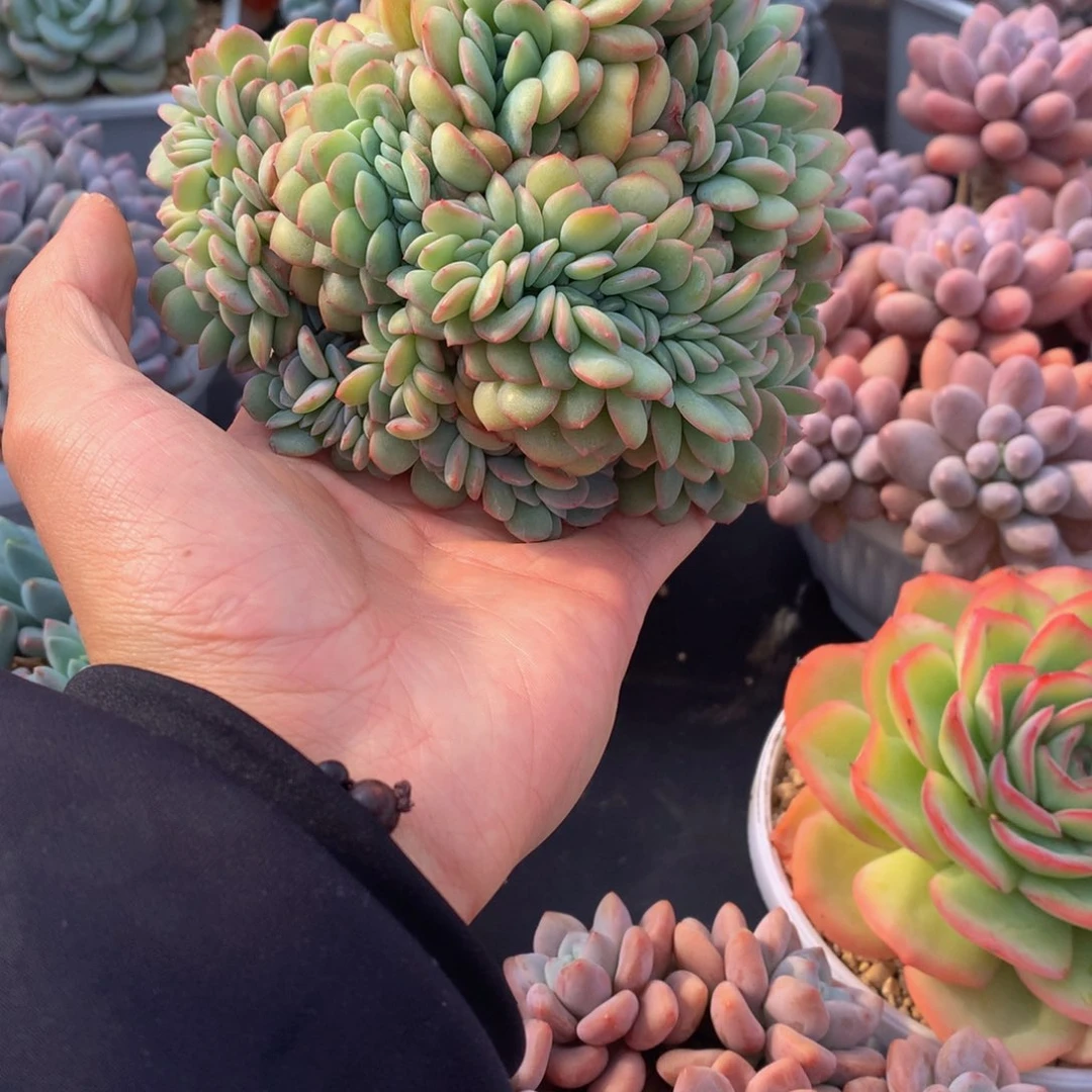 泡芙缀好看好看好看
