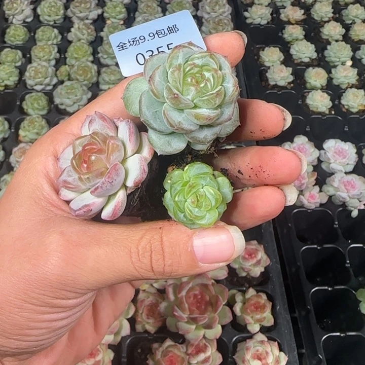 金甸开播福利全场¥9.9包邮355