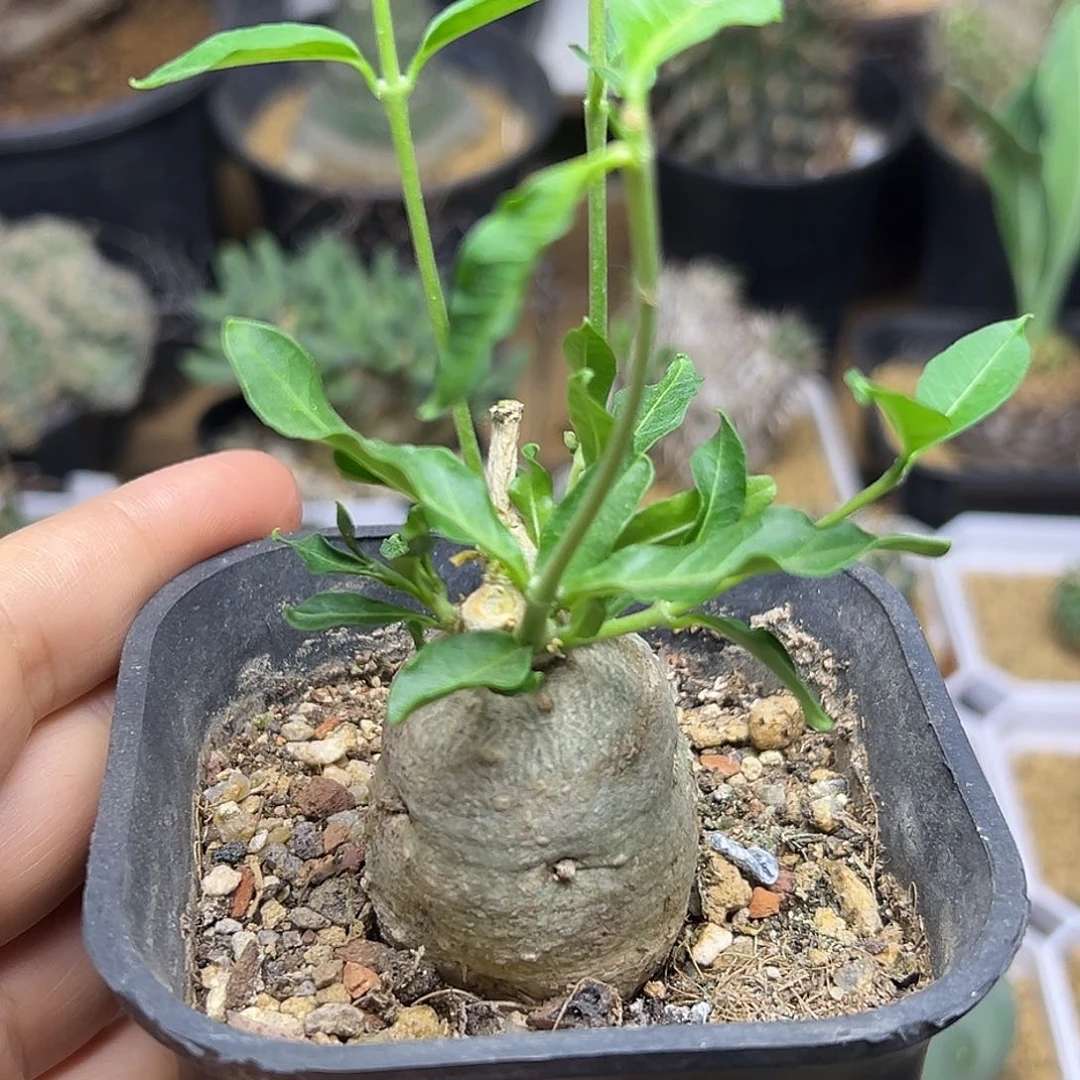 无花朵火星人母本一颗一颗