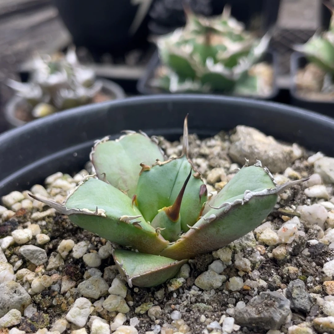 白犀牛有母本龙舌兰