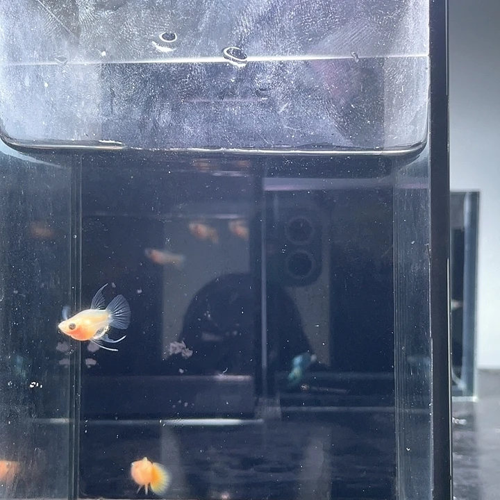 孔雀鱼黄金玻璃猫球c1对