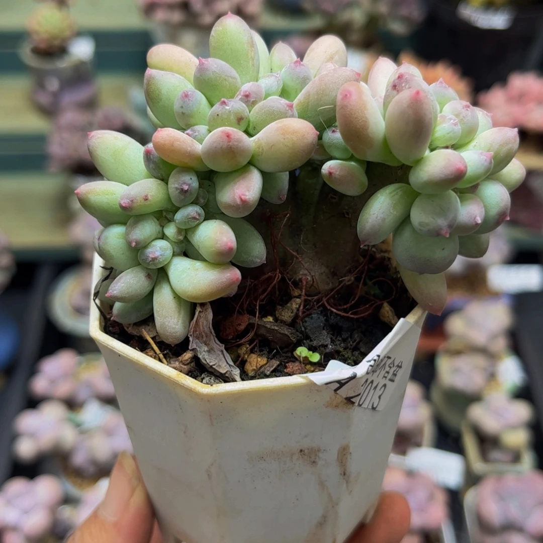 2013苹果奶缀6cm多肉