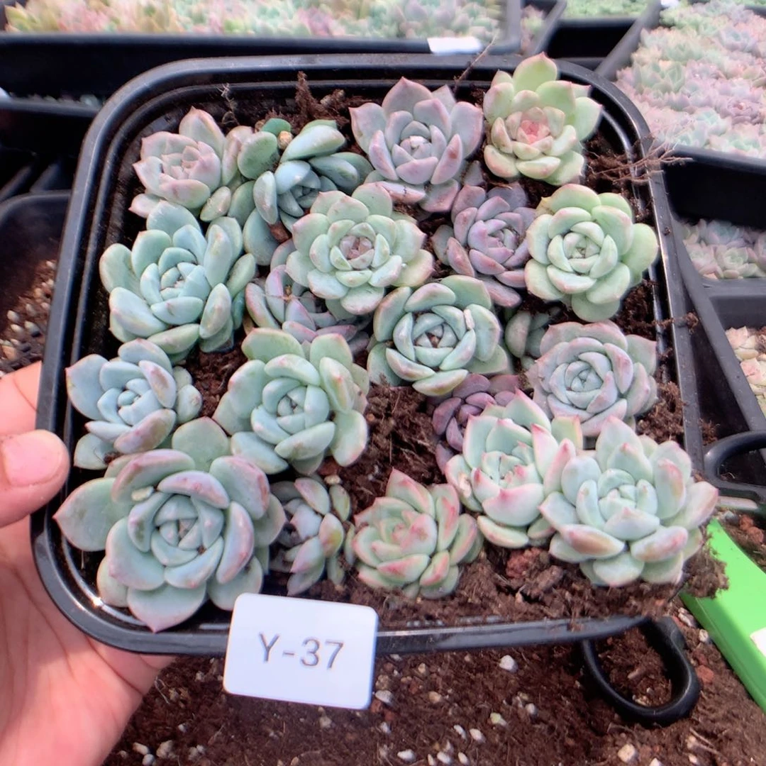 无花朵Y37英语英语英语