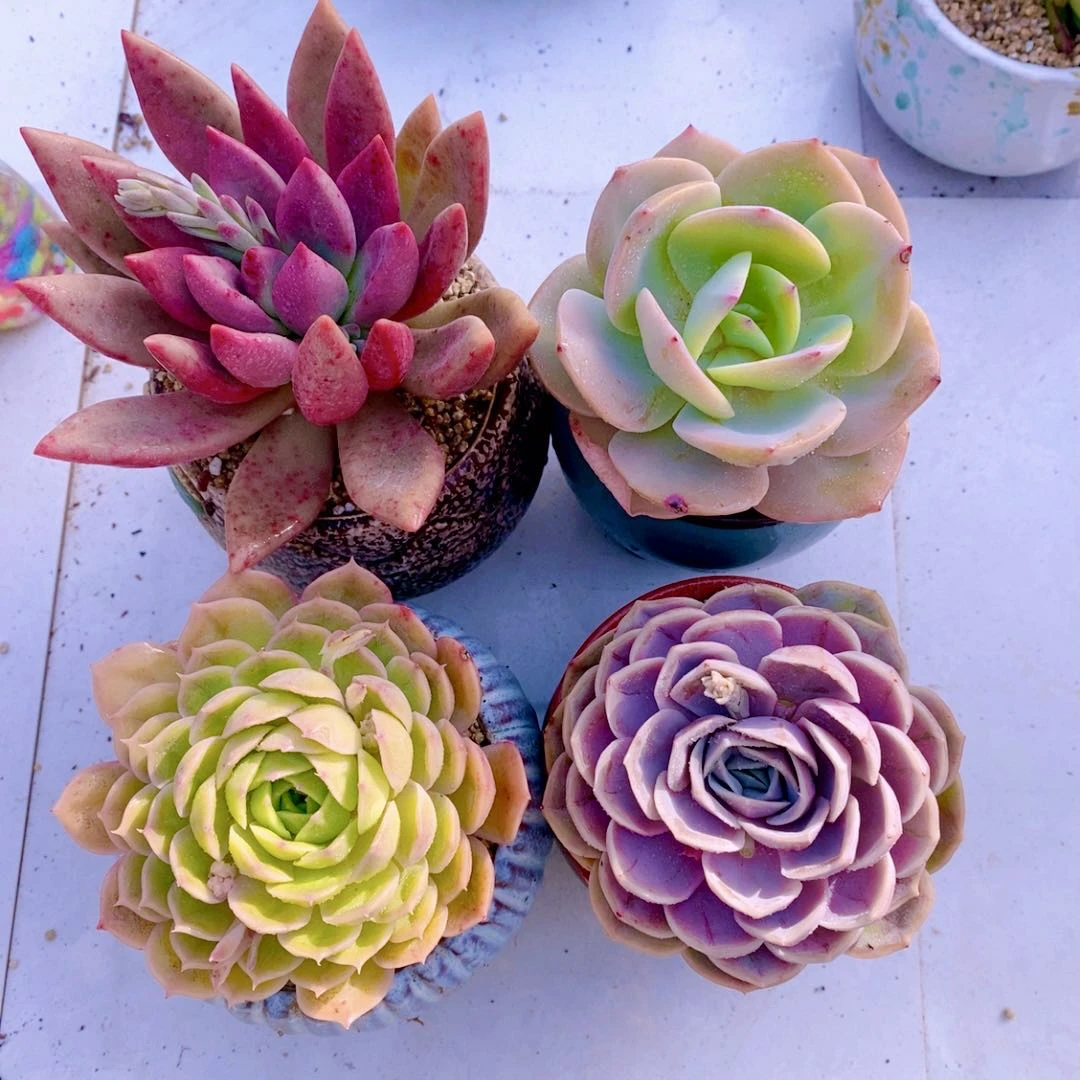 多肉植物组四指定品种白凤桃花源昂斯诺蓝色惊喜