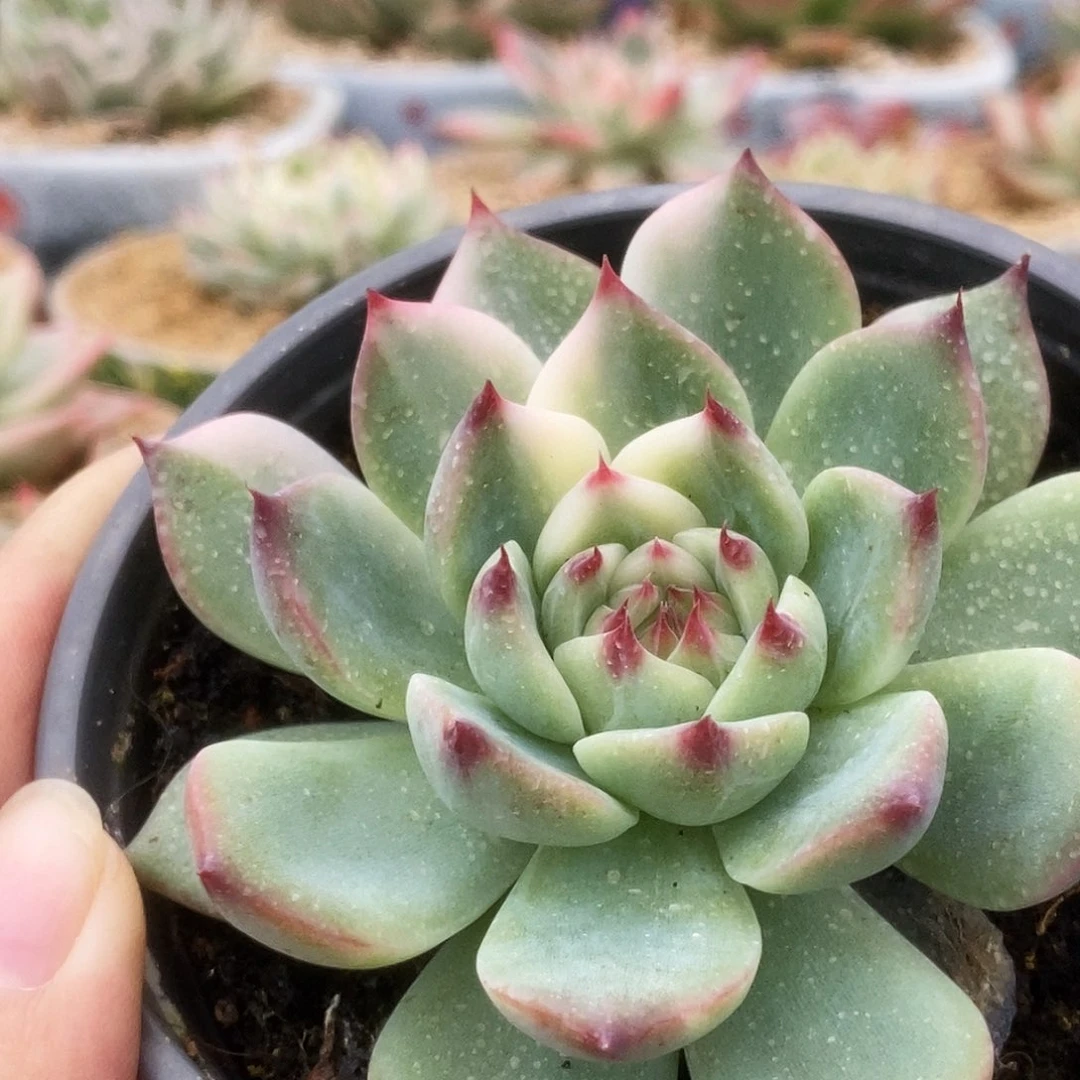 196锦锦锦锦锦锦锦锦锦