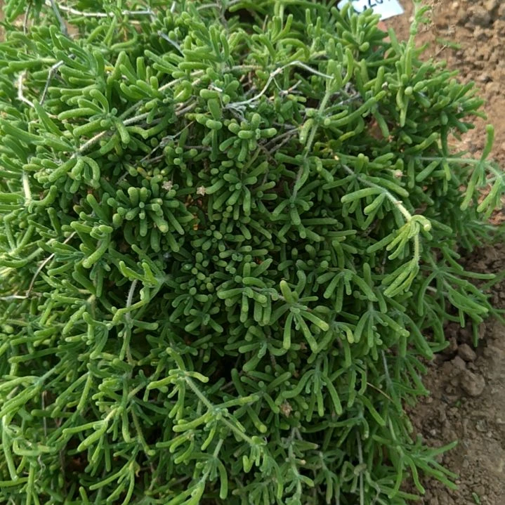 定****网枝干番杏284