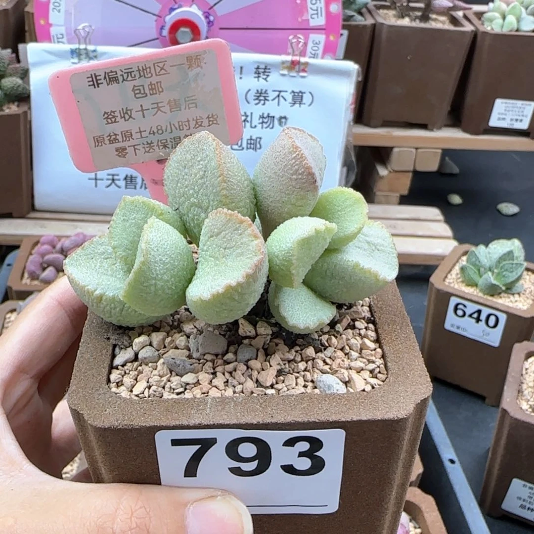 5***娘793彩虹翼补差多肉