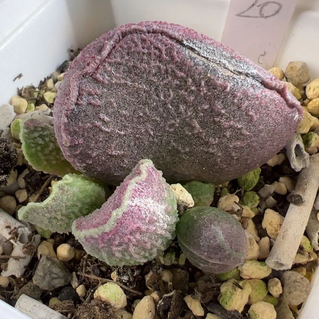 特价实生新品大苗母叶有点干皮特价