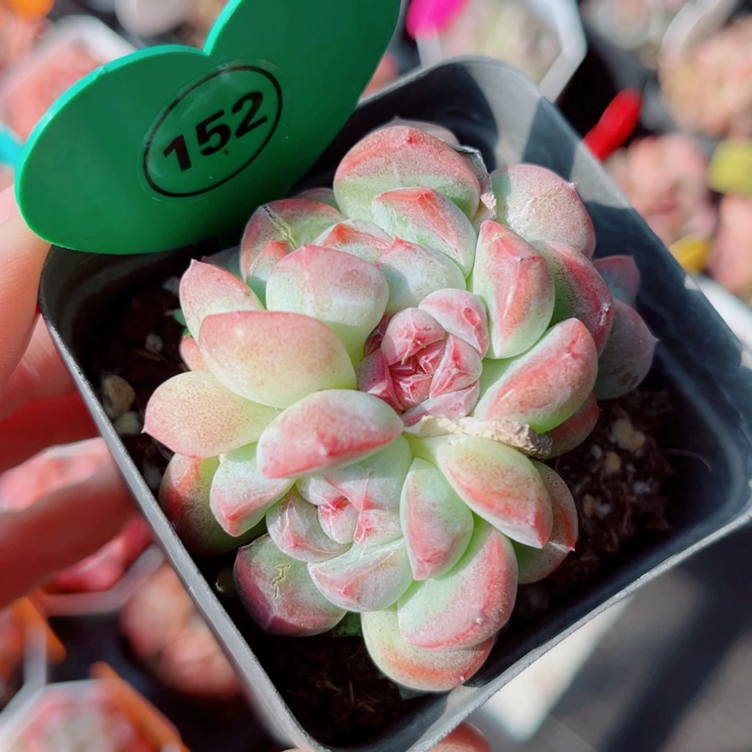 152号小老桩珍妮群