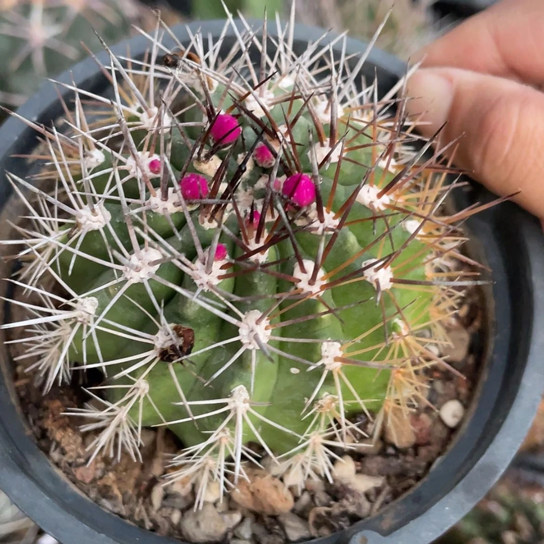 【闪购商品】逆龙玉实生66666