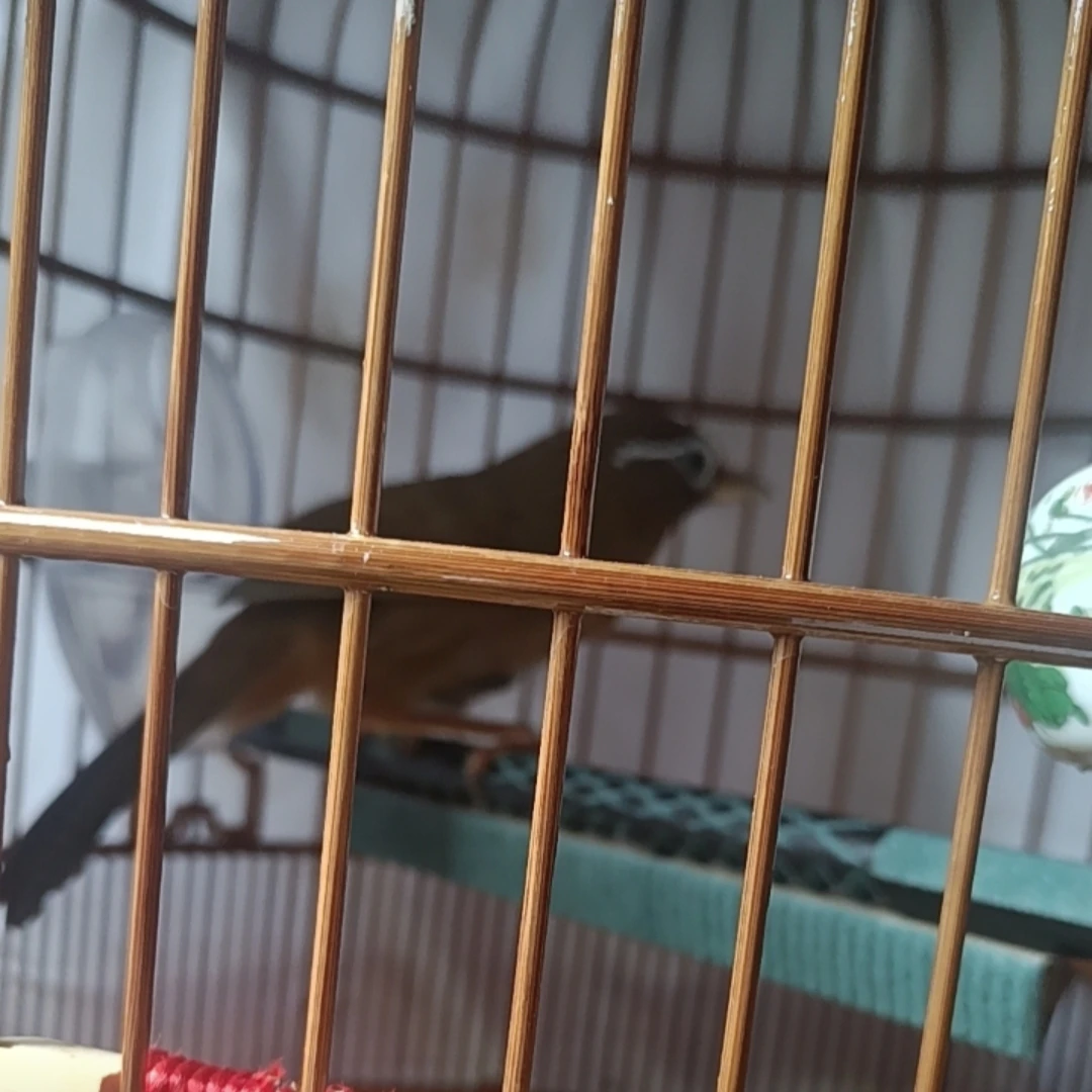 画眉鸟磨爪磨嘴砂杠黑檀木砂桥砂棍鸟笼配件金刚砂磨料磨爪快