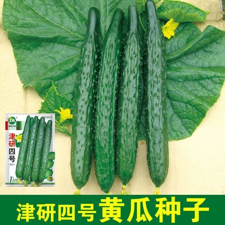 津研四号黄瓜种子甜脆嫩绿节节有瓜春秋四季新鲜绿刺水果四季种子