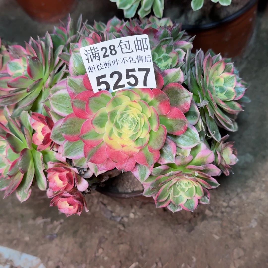 5257海王歪桩子多肉