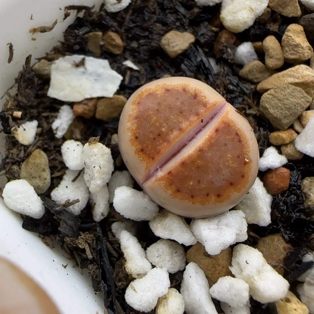 511饼干218 清框福利30包邮