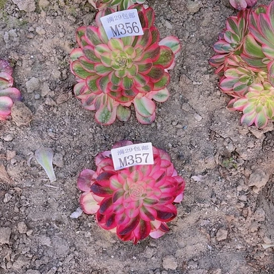 依**梦356-57荔枝多肉植物