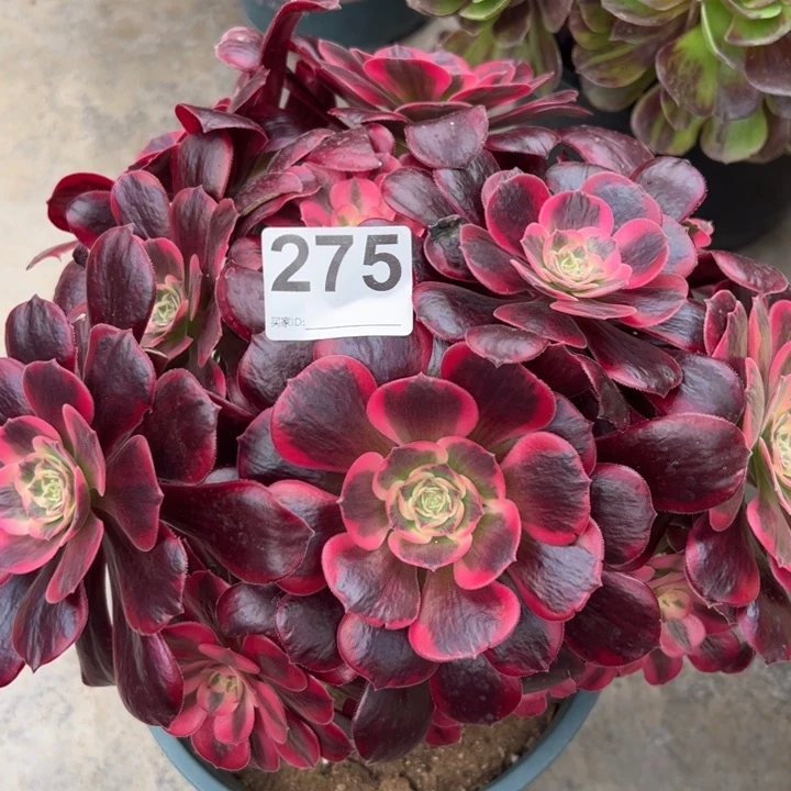 275凤冠25厘米左右