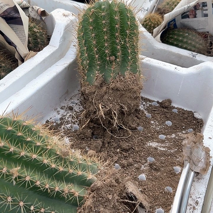 鸿****宝毛花牛七仙女120得毛花柱