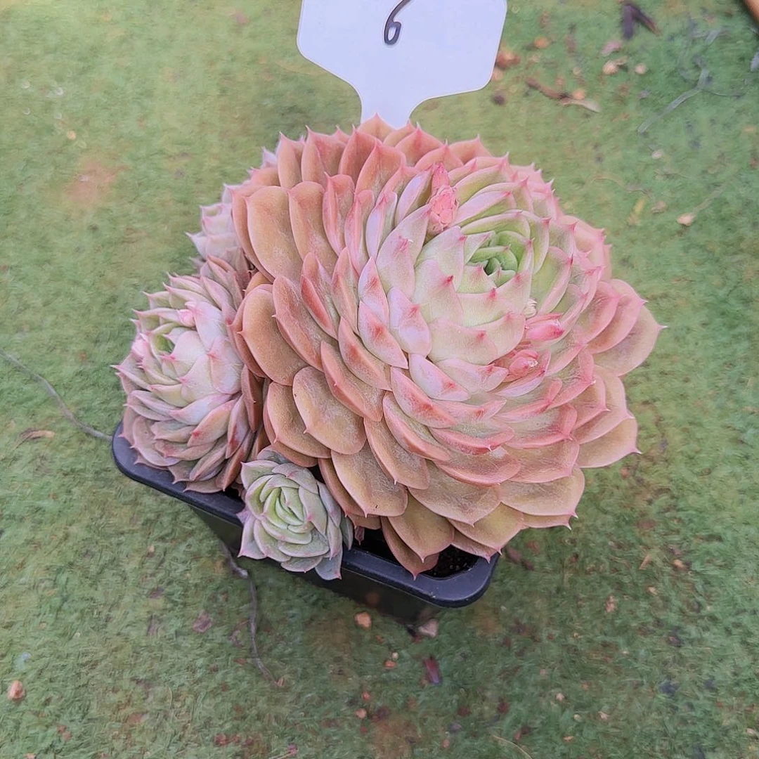 昂斯洛6号，一物一拍