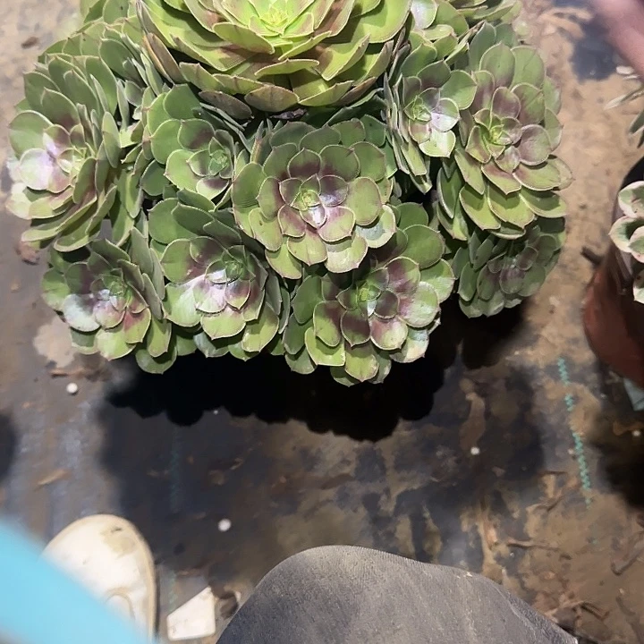 一物一拍侧枝不包130