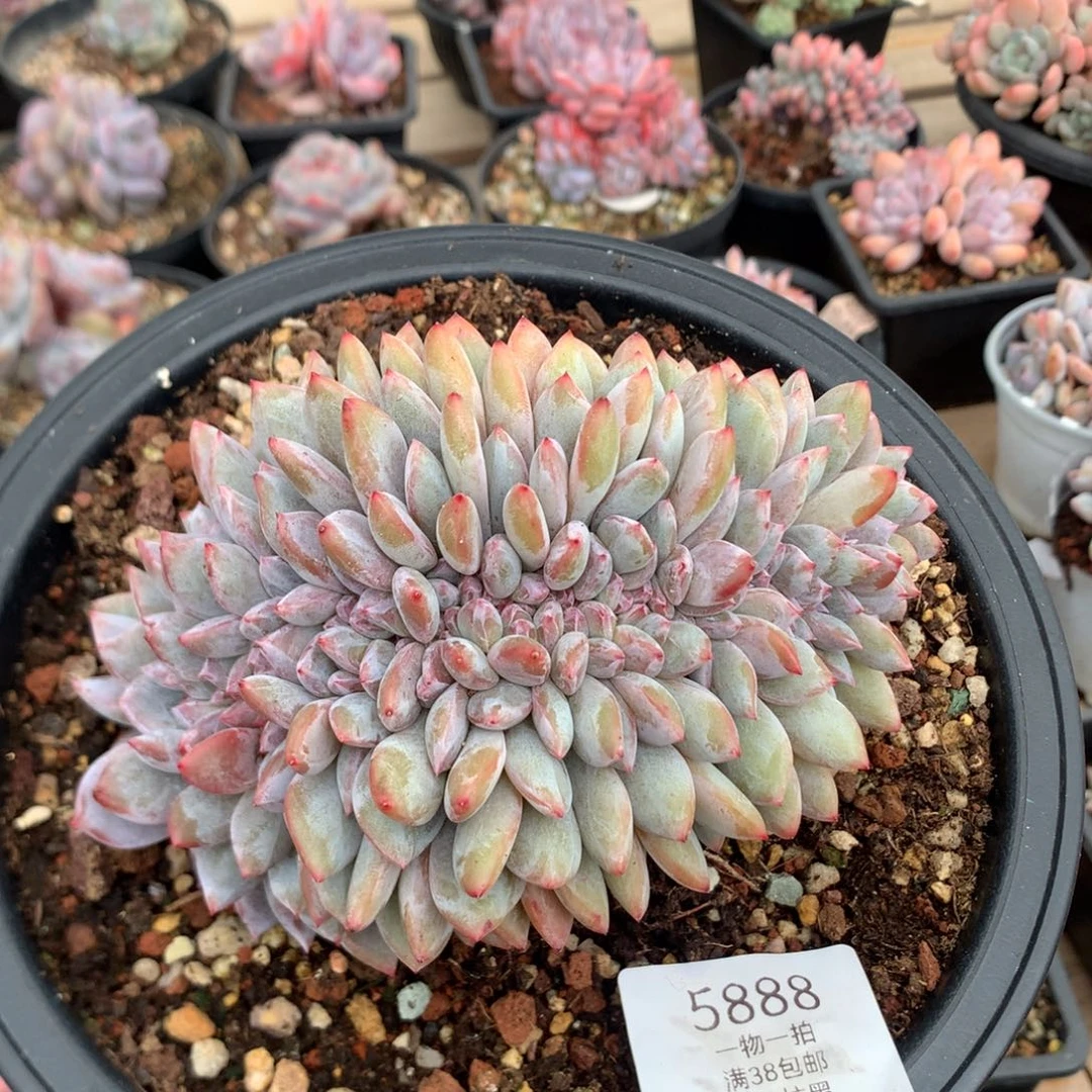 14厘米底切盘龙石榴籽缀 一字马 5888