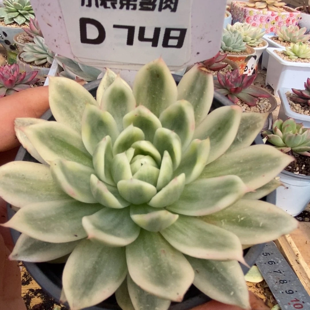 748还哈哈哈哈hu