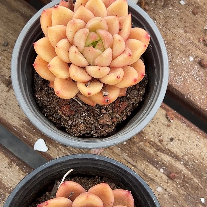 两盆  单头  星空珍妮