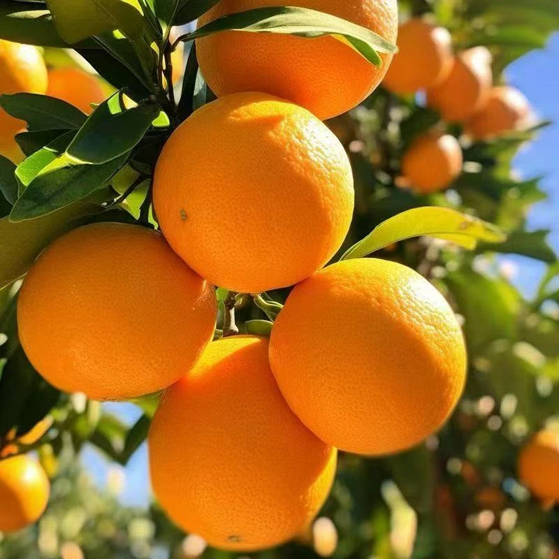 买3斤送2斤{坏果包赔}顺丰包邮现摘现发爆浆果冻橙子果园直发