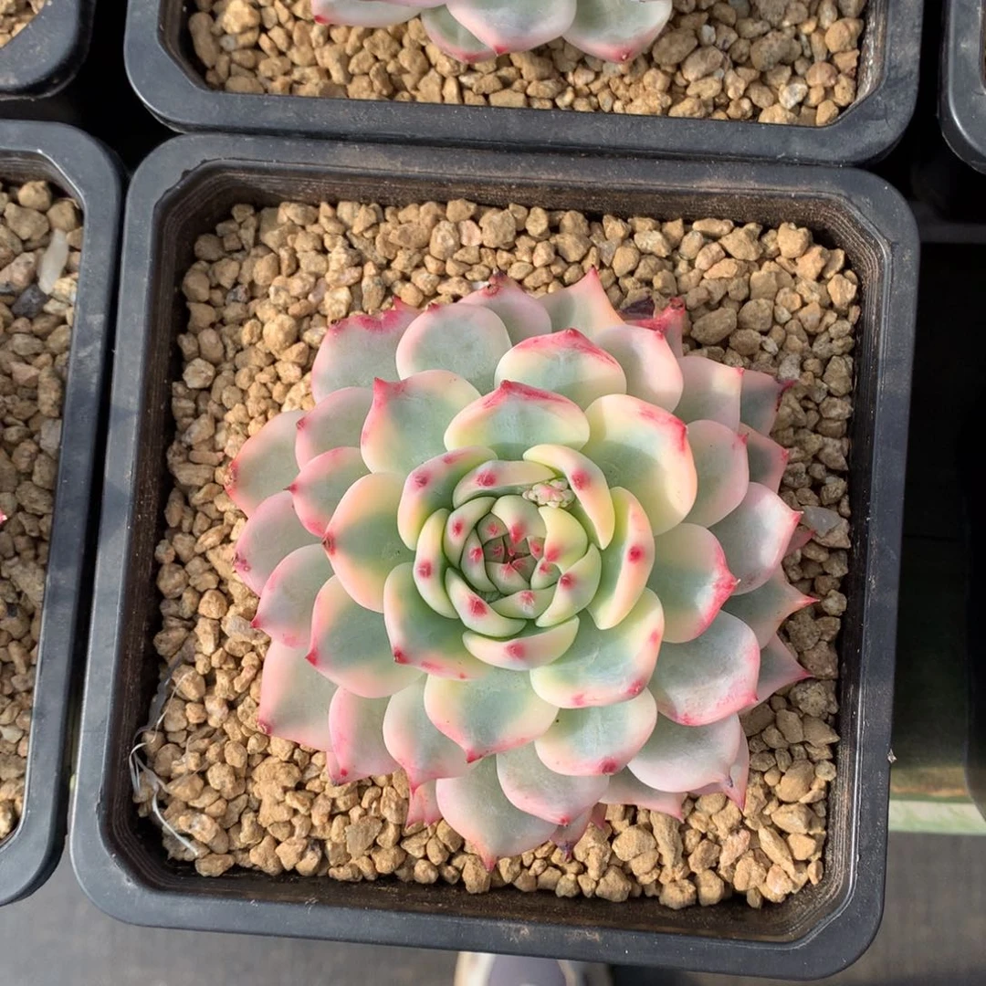 娃娃锦 单头 一颗