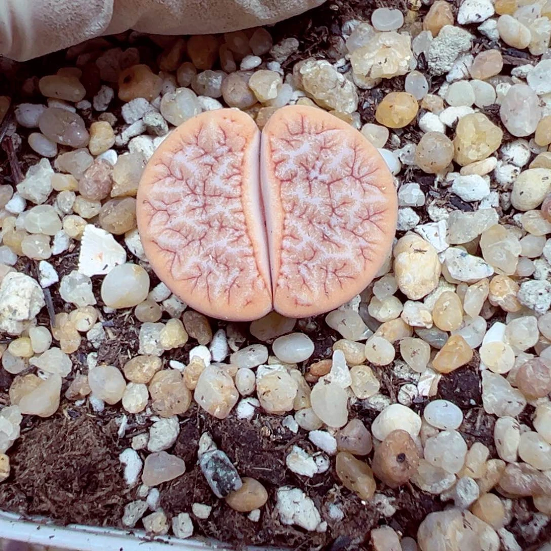 精致优秀的肉肉722-53