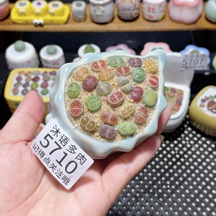 带盆土植物 一物一拍5710