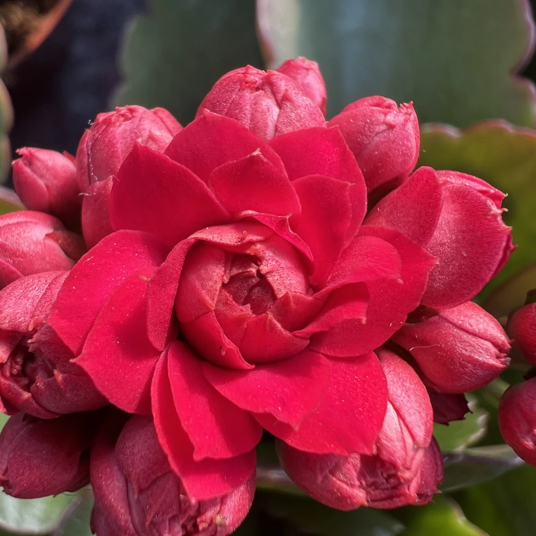 【火灵珠】长寿花 矮胖颗型