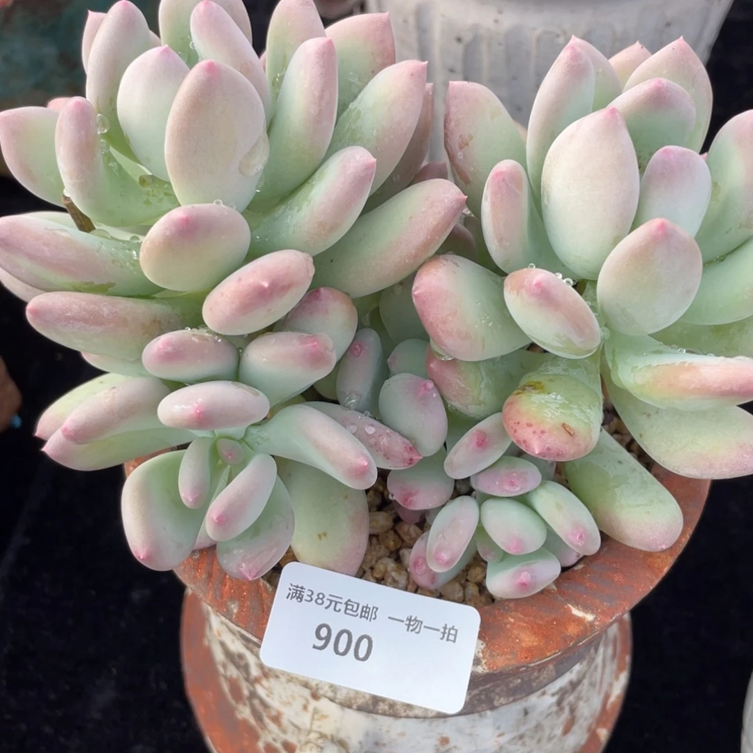 900三日月美人多肉植物